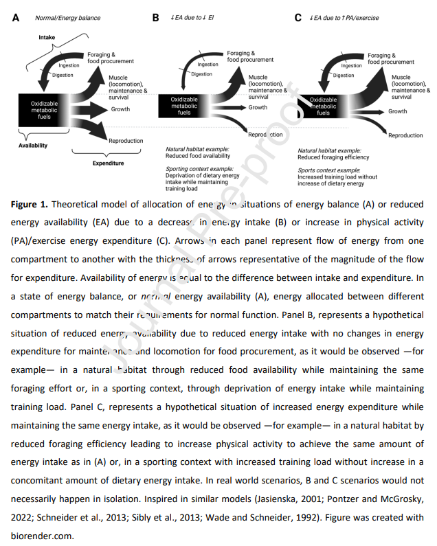 DrMyohead's tweet photo. Physical performance during energy deficiency in humans: An evolutionary perspective

From @jlAreta in @eimeardol @Sale_ExNut &amp; @mikehedrick510 Special Issue titled "Athletes of the Animal Kingdom: Exercise Insights fm Comparative &amp; Evolutionary Biology"

https://t.co/pvrH5OE04I https://t.co/el656Be0Yt