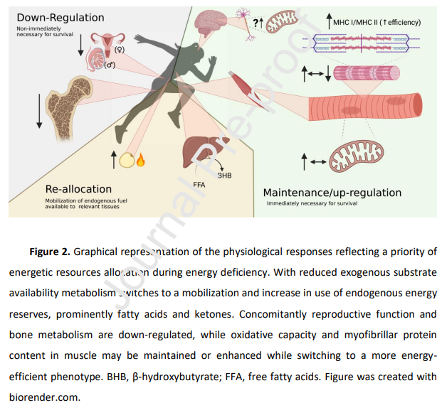 Physical performance during energy deficiency in humans: An evolutionary perspective

From <a href="/jlAreta/">José L Areta</a> in <a href="/eimeardol/">Eimear Dolan</a> <a href="/Sale_ExNut/">Craig Sale</a> &amp; @mikehedrick510 Special Issue titled "Athletes of the Animal Kingdom: Exercise Insights fm Comparative &amp; Evolutionary Biology"

doi.org/10.1016/j.cbpa…