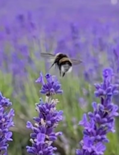 #MayfieldLavender #Banstead