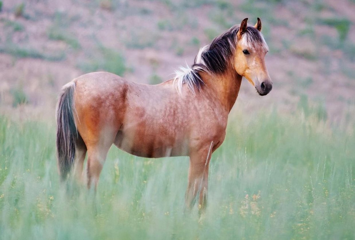 American Wild Horse Campaign on Twitter "We've said it before, and we