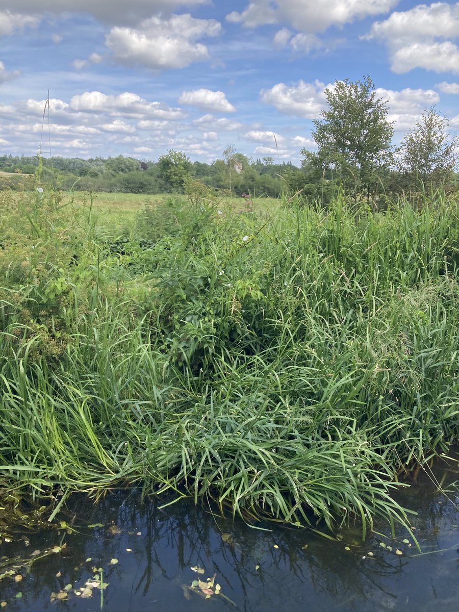 Hellena Taylor tweet media