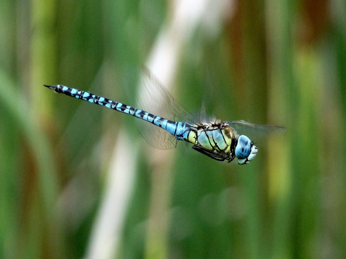BannauB's tweet photo. Did you know dragonflies have been around for millions of years? They are ancient creatures that have adapted and thrived in various habitats worldwide. Let's take a moment to marvel at their resilience and evolution
#DragonflyWeek23
๐ธ Southern Migrant Hawker -Dave Smallshire https://t.co/1Of00PPlcA