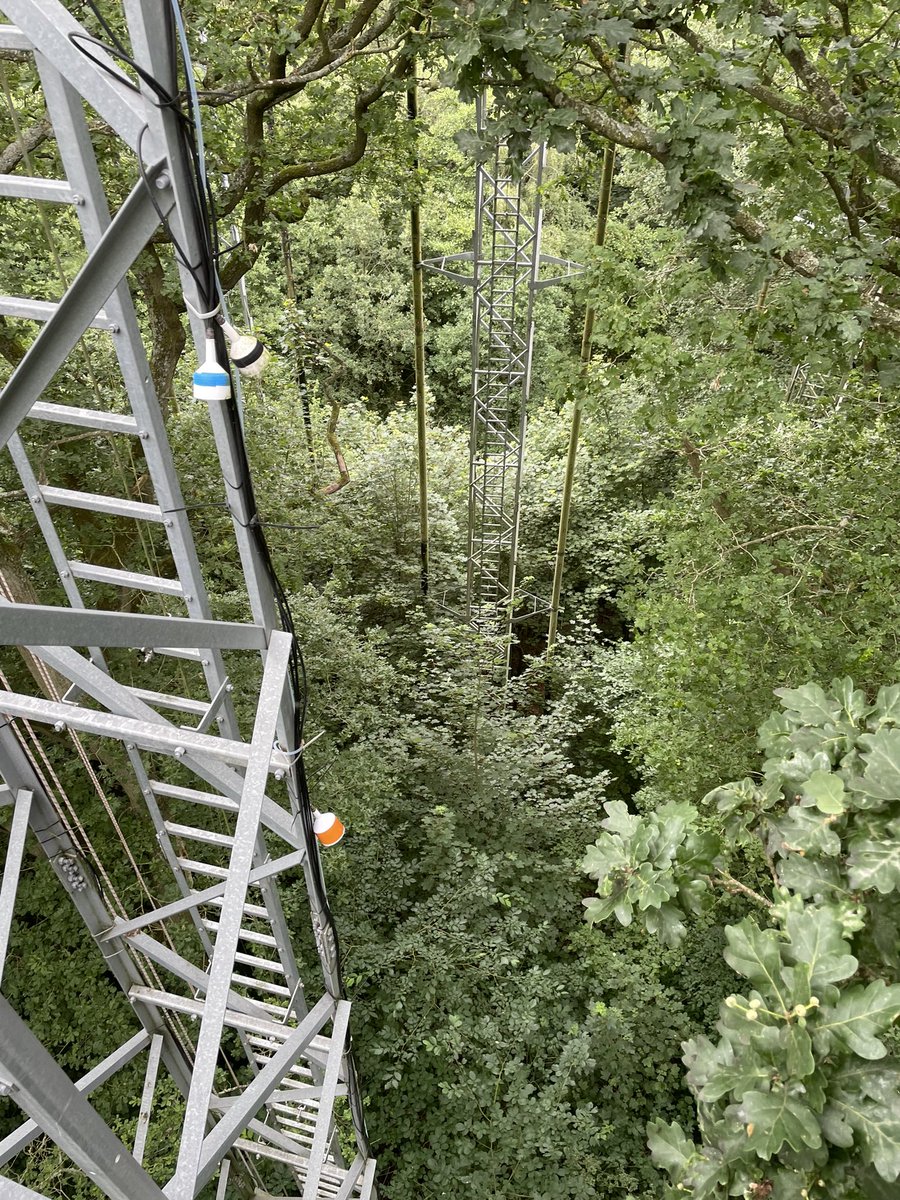 plantchief's tweet photo. Exciting to be 25m up an oak tree at @BIFoRUoB FACE experiencing  the tree canopy at elevated CO2. Thanks to the BIFOR climbing team for keeping me safe. https://t.co/yK8TbojXKG