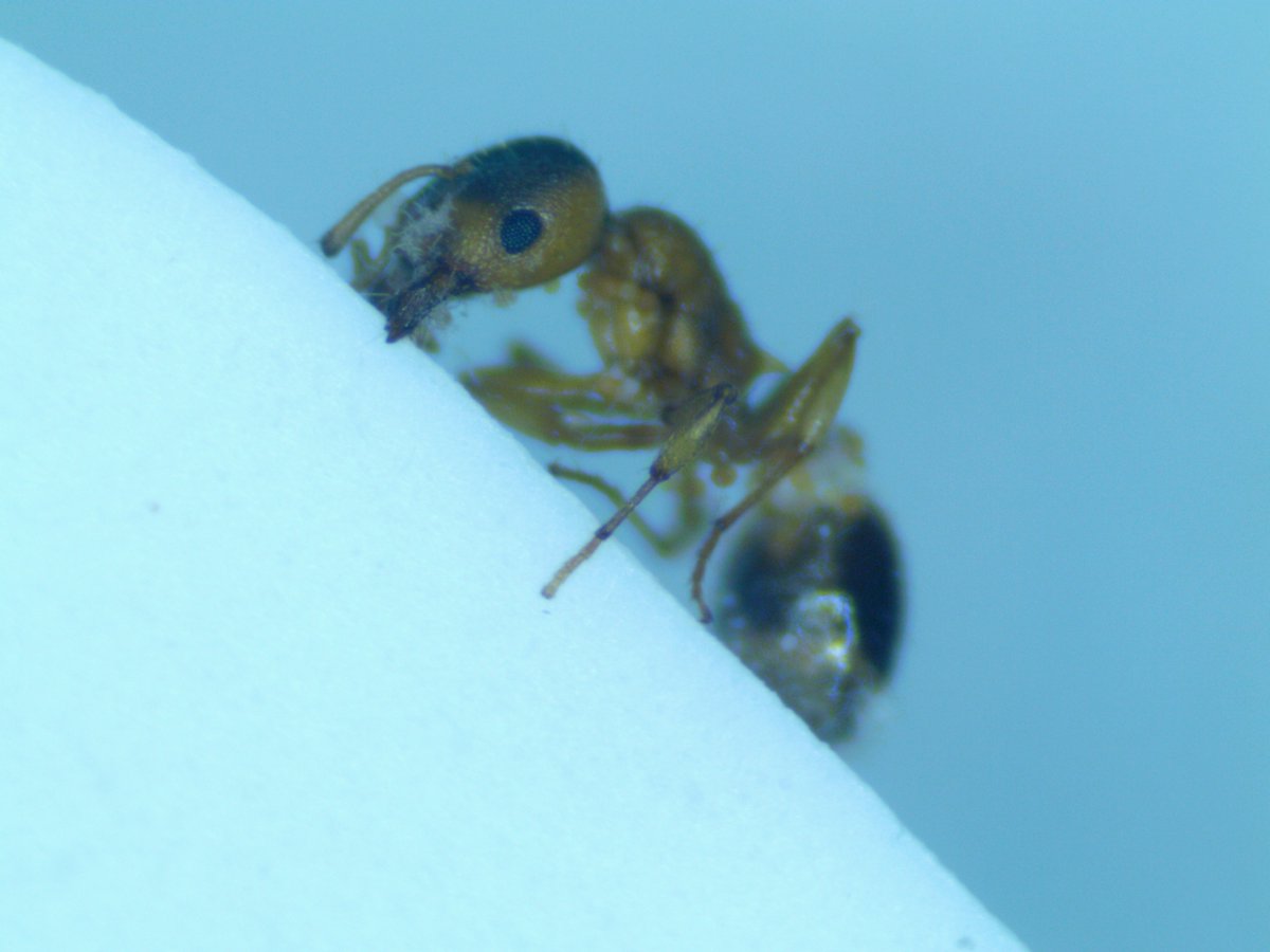 Chris Pull tweet media