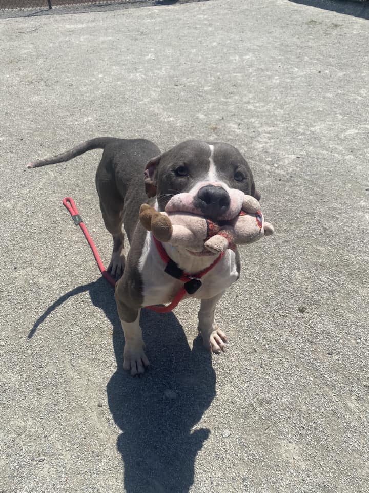 PSPCA's tweet photo. Bane has never met a toy he didn't like.

This bouncy boy would love nothing more than to find an active home with a constant supply of toys to keep him busy. He doesn't ask for much!

Interested in adding Bane to your family? Email adoptions@pspca.org for more. https://t.co/1KkpRk0GLW