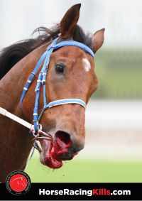 CagesFree's tweet image. What they call sport: blood from the mouth; foaming lips from the power that the animal must do
#Horse racing is nothing more than a #moneymakingmachine.
Where there is no room for any kind of 💕
When the horse collapse on a track there is another victim waiting
#ThisIsMyFamily😳