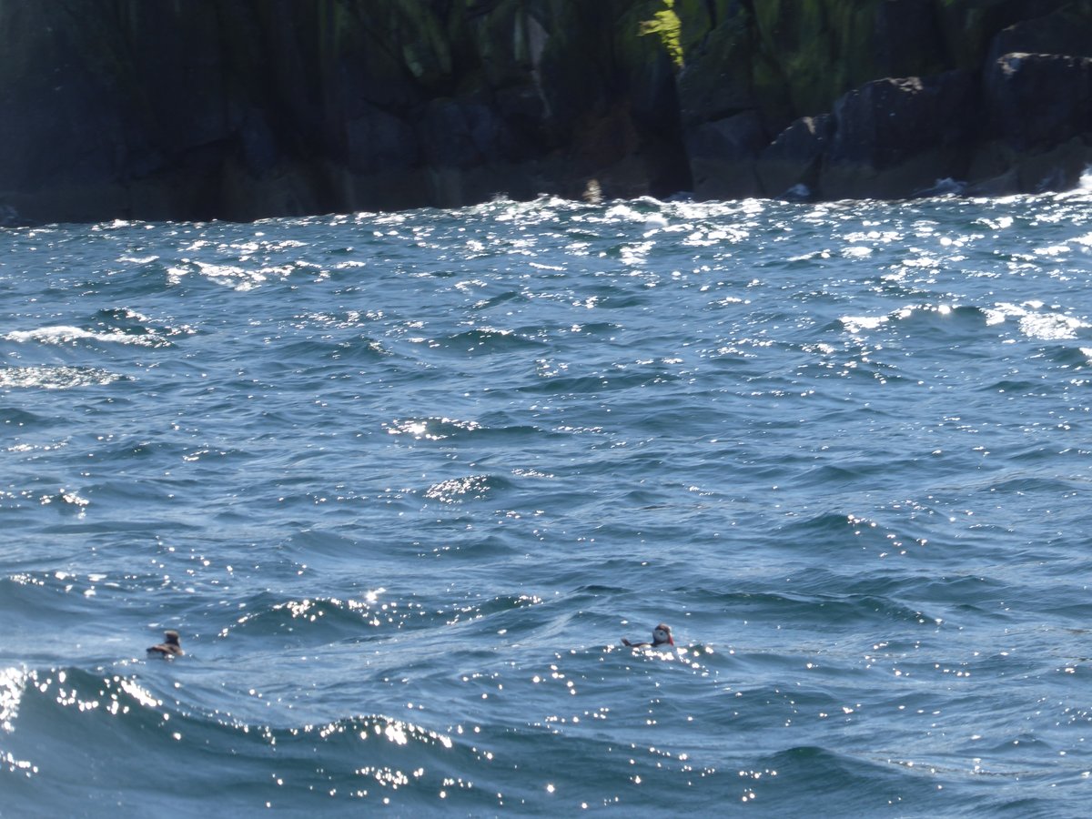 Very cute Bass Rock #Puffins #ScottishSeabirds #Seabirds #TwitterNatureCommunity