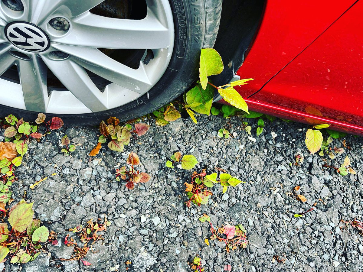 JKSLtd's tweet photo. What not to do….. #japaneseknotweed #invasivespecies https://t.co/A8H7WB1aD4