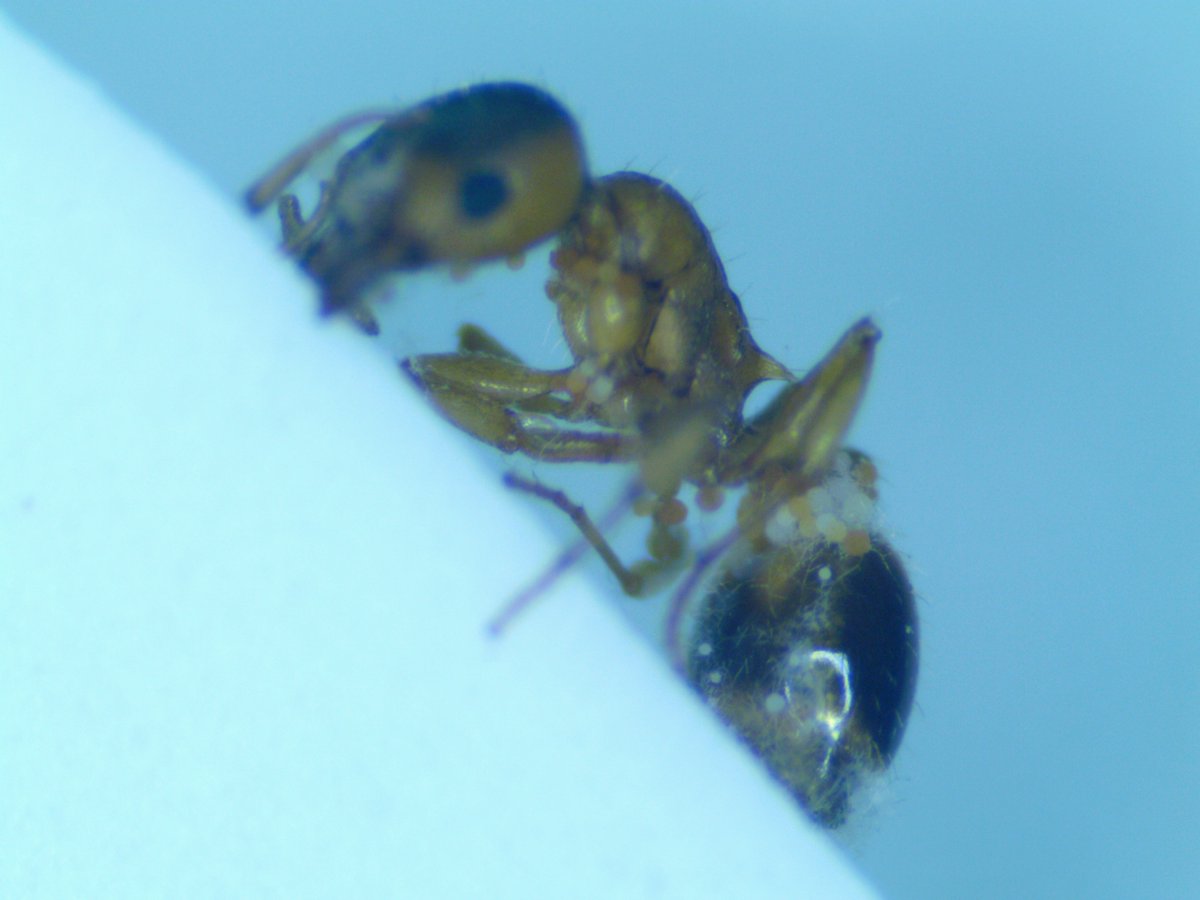 Chris Pull tweet media