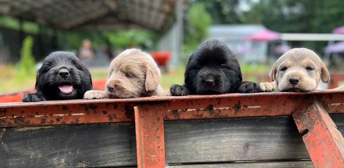 We have a wonderful selection of dogs, cats, puppies, and kittens available for adoption at our shelter! All of our animals come from local rescue centers and are looking for loving homes. Our staff is passionate about animal welfare and provide compas
nogreaterloverescue.com