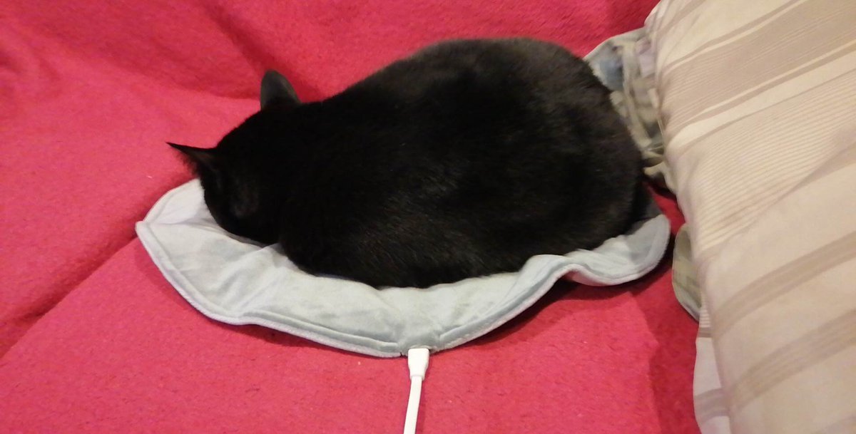 MichelleOtheCat's tweet photo. The humans did OK. I am testing this heating pad. I think it is OK. I'll sleep a bit longer just in case https://t.co/c0D9NbbaRw