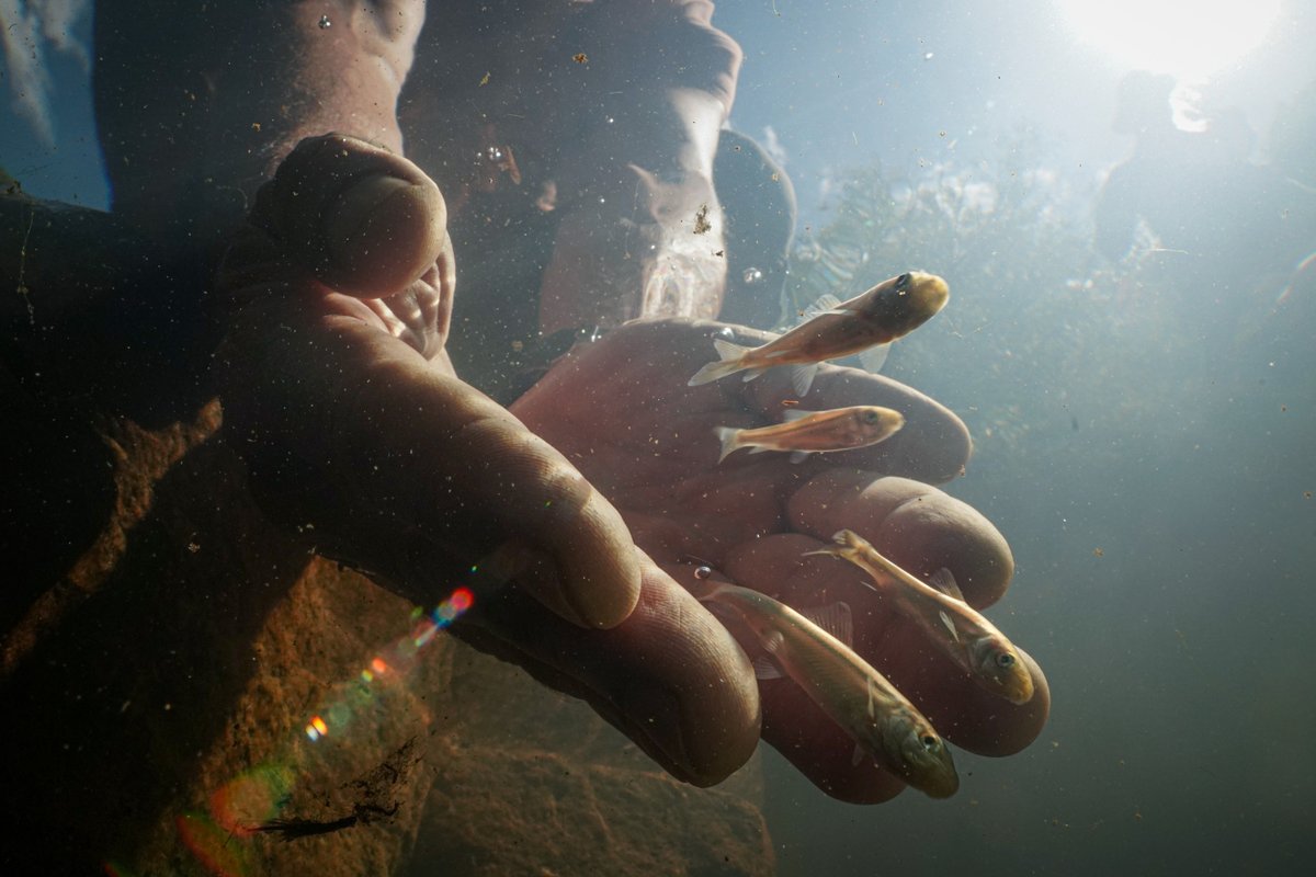 NatGeoMagArab's tweet photo. أطلق باحثون من "مركز أبحاث المياه العذبة"، وبمنحة من صندوق محمد بن زايد للمحافظة على الكائنات الحية، أكبر مشروع لإنقاذ الأسماك في إفريقيا. حيث تم إنقاذ 7599 سمكة رملية صغيرة من نهر "بيدو" الفرعي حيث تتزاوج الأسماك الرملية وتضع بيضها.
الصورة: Jeremy Shelton
#sandfish #mbzfund https://t.co/Yj3bx9h8IN