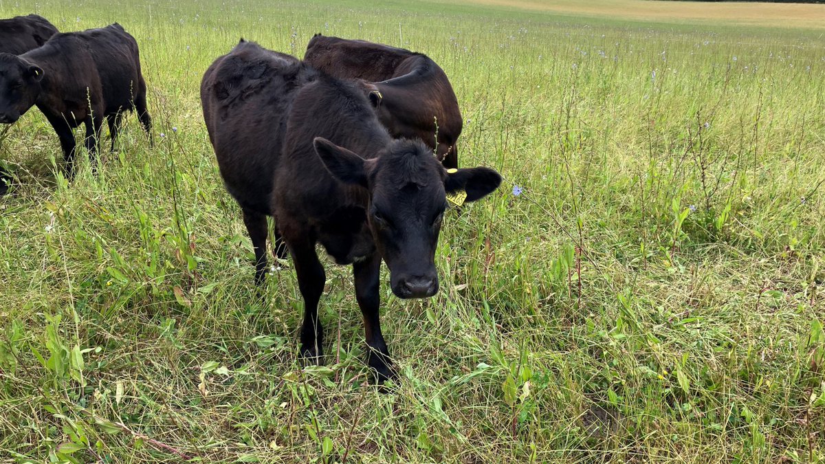 🚜 Great meeting with <a href="/GrazingJames/">James Daniel</a> &amp; <a href="/davidpcross/">David cross</a>, our monitor farmer who has added a dairy beef enterprise to their arable and sheep operations. We saw cattle grazing GS4, efficient fencing, and a well-designed water system 💧

Find out more here 🔗ow.ly/aTFN50P44jr