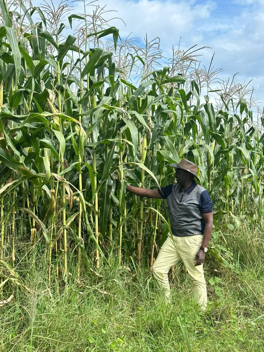 TabbyKanyungu's tweet photo. Kalonzo Musyoka has sent his #PresidentChallenge Photo. This is in Solidarity with fellow Kenyans of farming to fight hunger and have #FoodSecurity . Though the challenge is over, we honor his wish. https://t.co/7a4nxj2pKV