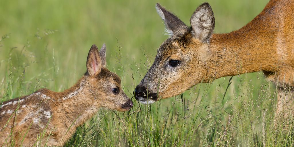 natuerlichjagd tweet media