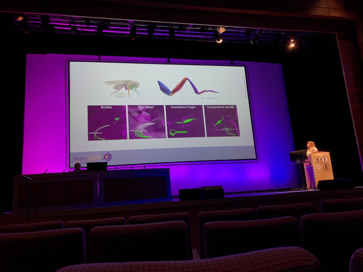 NeuroMINT tweet media