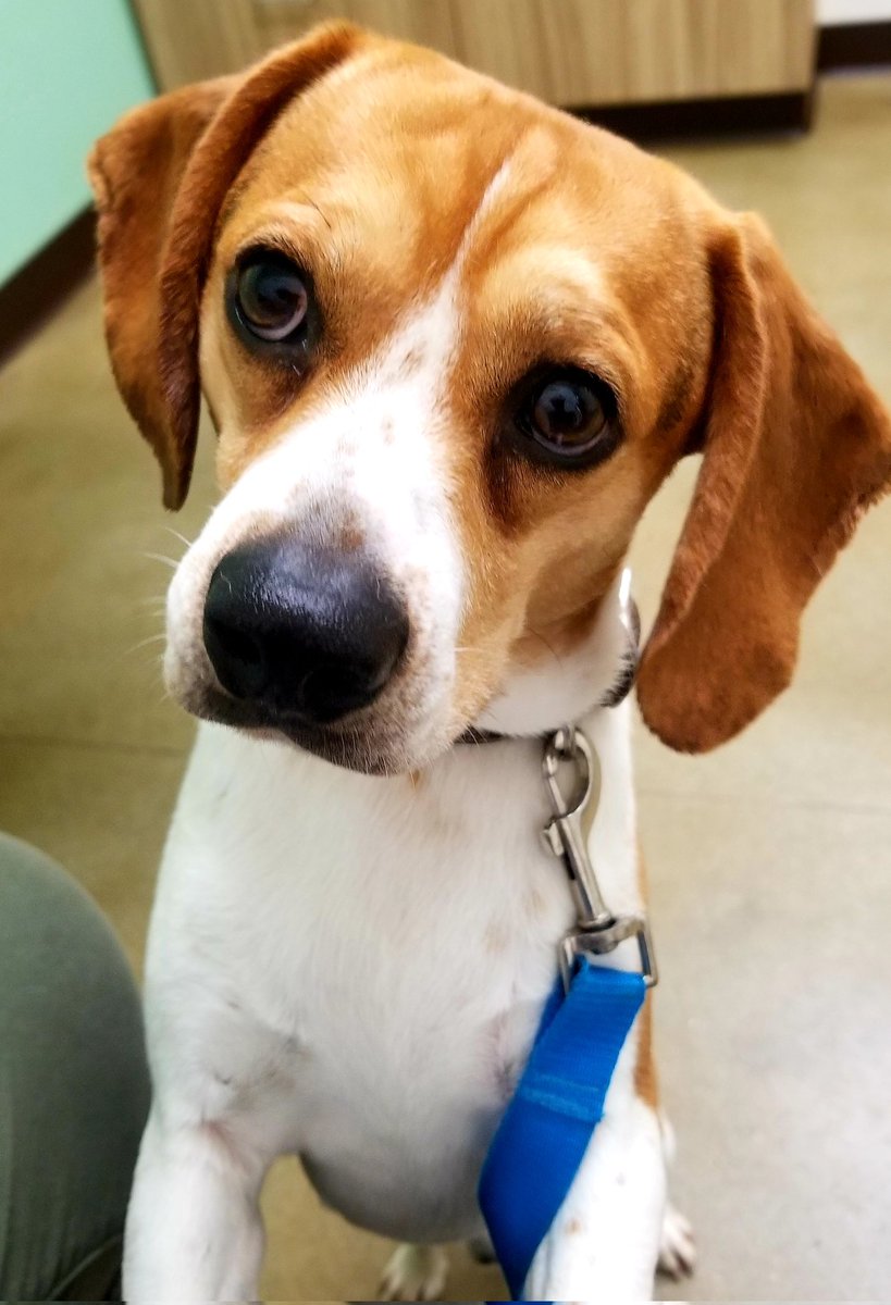 Faron says 'What a day, first a bath, then a car ride, now the vet".  Mommy says this is what 2 year old boys have to do. #pocketbeagle #beaglefacts #beagle #tricolorbeagle #handsomeboy