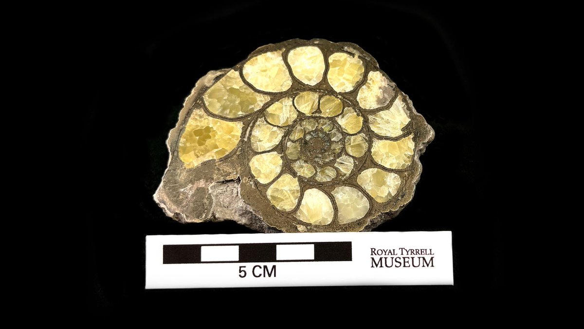 RoyalTyrrell's tweet photo. This ammonite was found in Lyme Regis, England, and it comes from the Jurassic Period. This specimen, named Eoderoceras armatum, is unique for the pyrite embedded in the fossil.  #RTMPCollections https://t.co/f0dKxs0emT