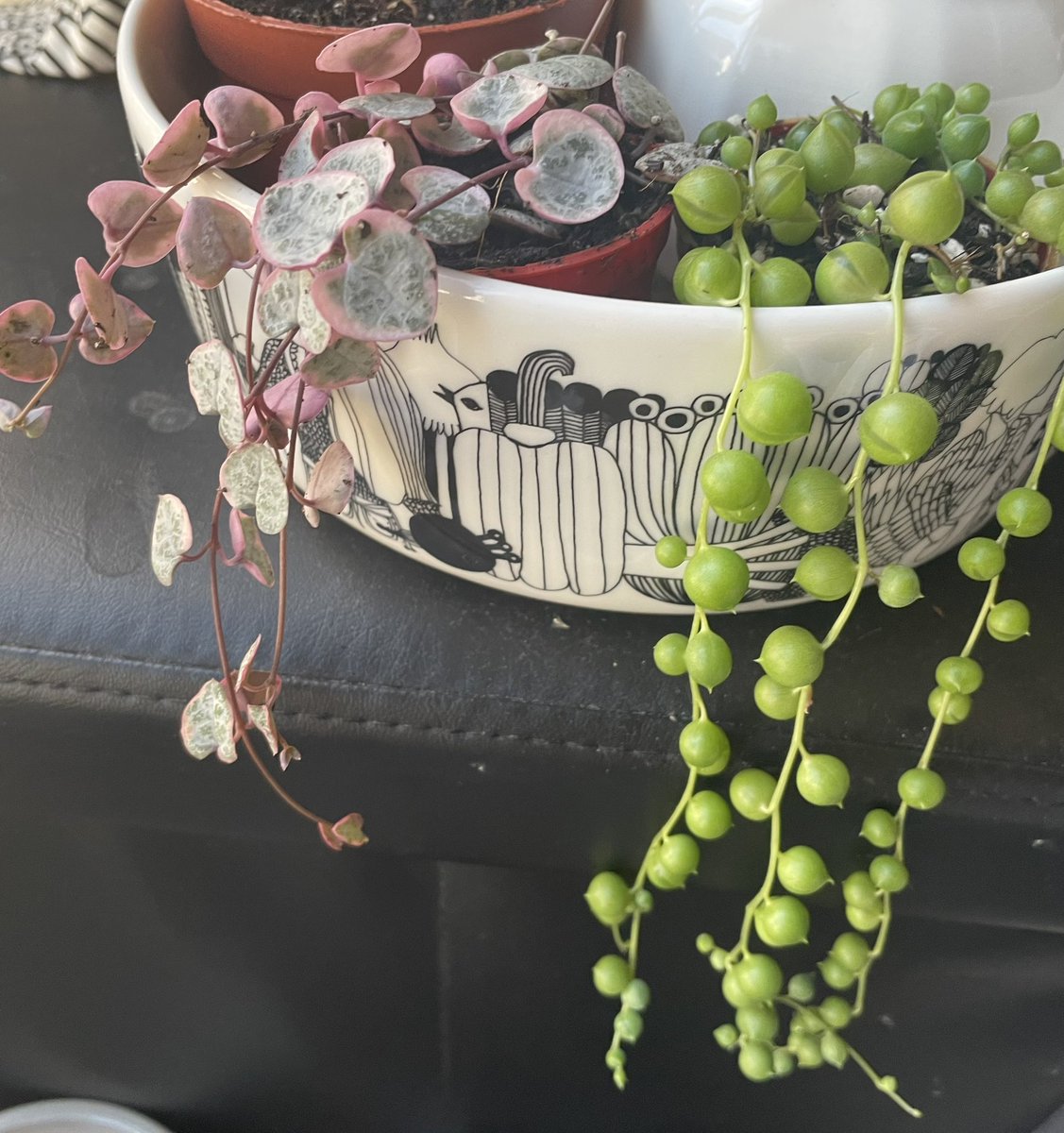 JetpackButter's tweet image. New plant babies!!