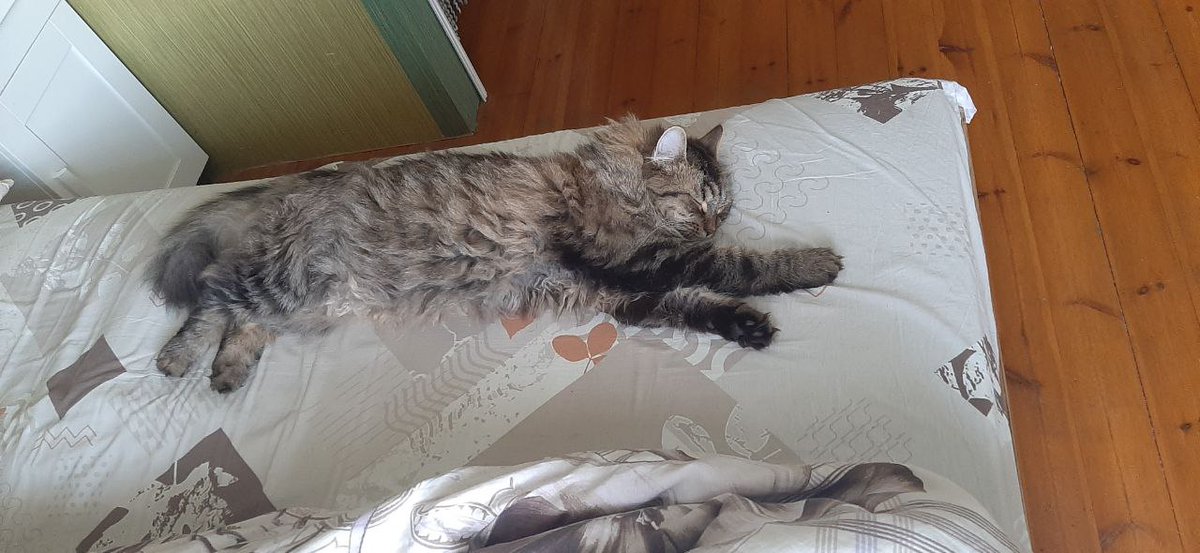 baka_boi's tweet photo. #коточетверг дачный https://t.co/1BOvrisd0w