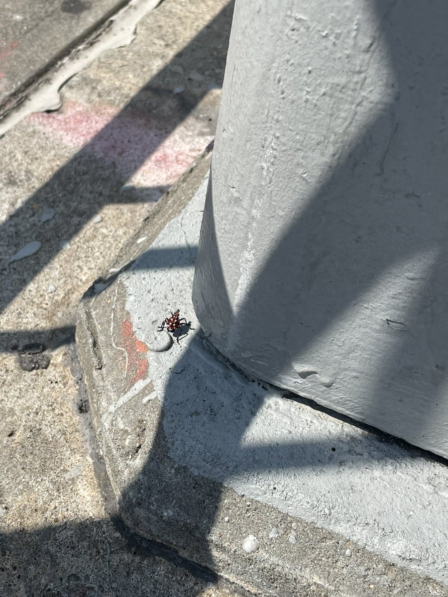 samoanwar's tweet photo. do any bug enthusiasts know what this bug is. i have seen SO many in williamsburg and LIC the past few days and i’ve never seen them before https://t.co/5Yhf3IKxnG
