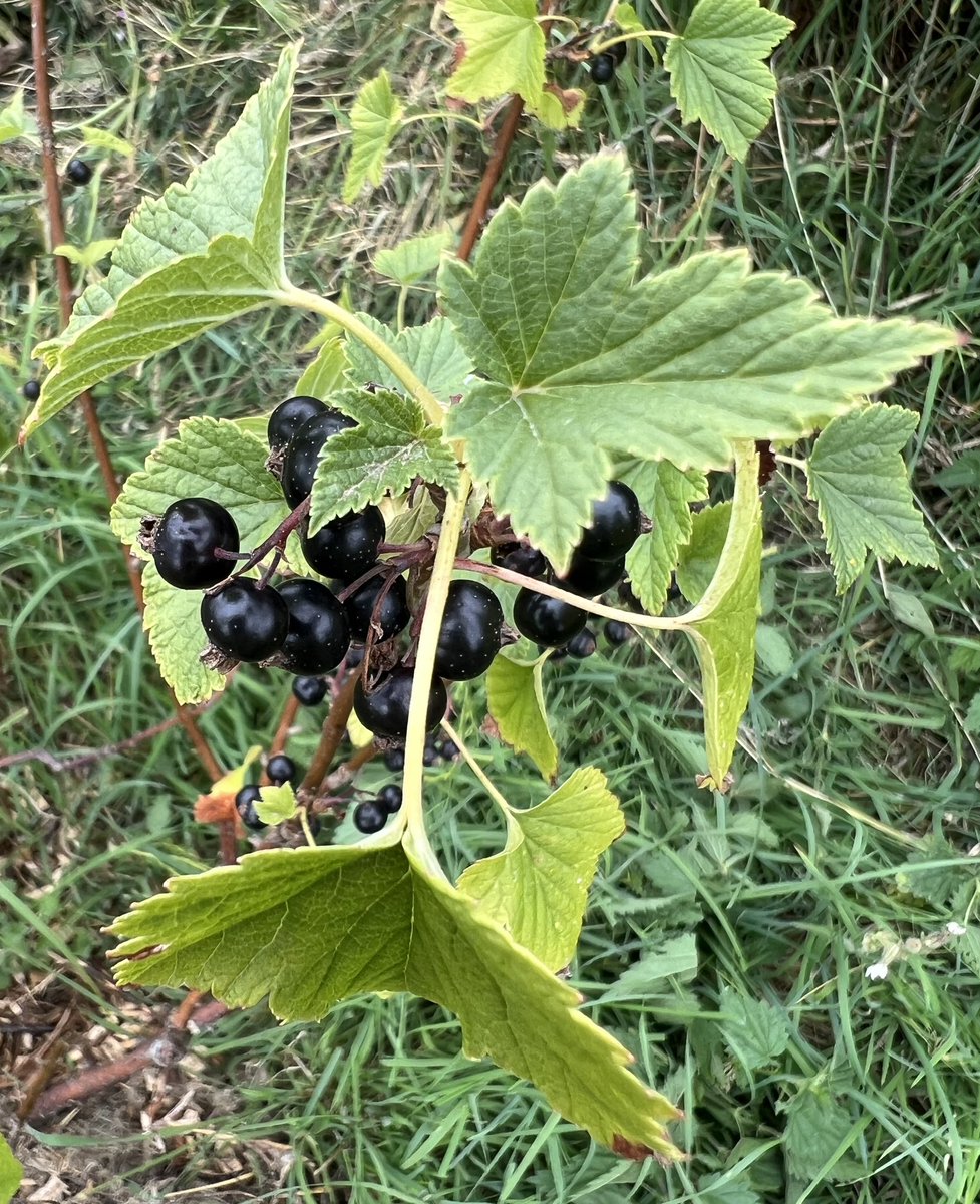 A berry good day at the garden