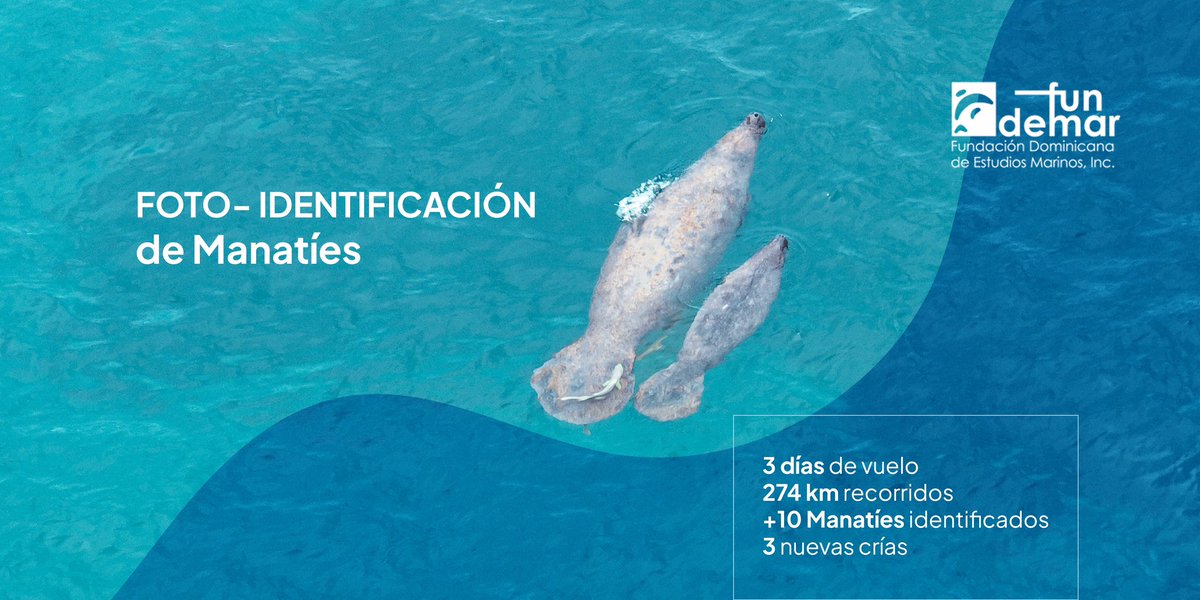 Fundemardr's tweet photo. Durante el mes de mayo realizamos foto-identificación de manatíes en el área de Portillo (Las Terrenas) mediante vuelo con dron, con el objetivo de identificar a cada ejemplar de acuerdo a sus propias marcas distintivas. 
@ambienterd 
@AlemaniaenRD https://t.co/hdc21HTc0C