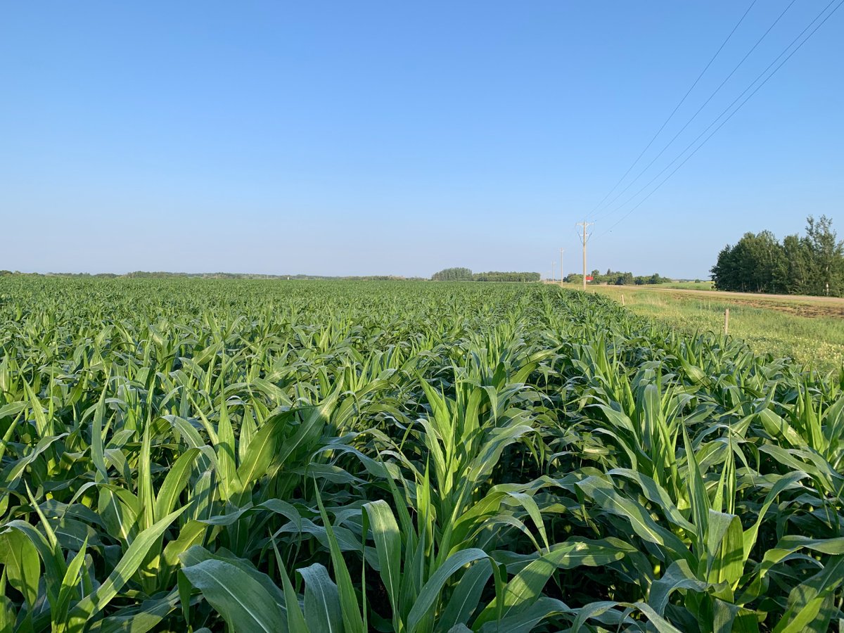 Winter is a challenge in Manitoba for a cattle operation grazing 365.  Grazing corn can be one of the most economical and practical means to winter the cow herd.  Corn is also a warm season grass that we lack in most of our pastures. #diversity #growthewindbreak #enjoysummer!