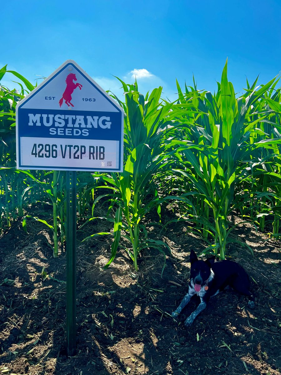 MustangSeeds tweet media