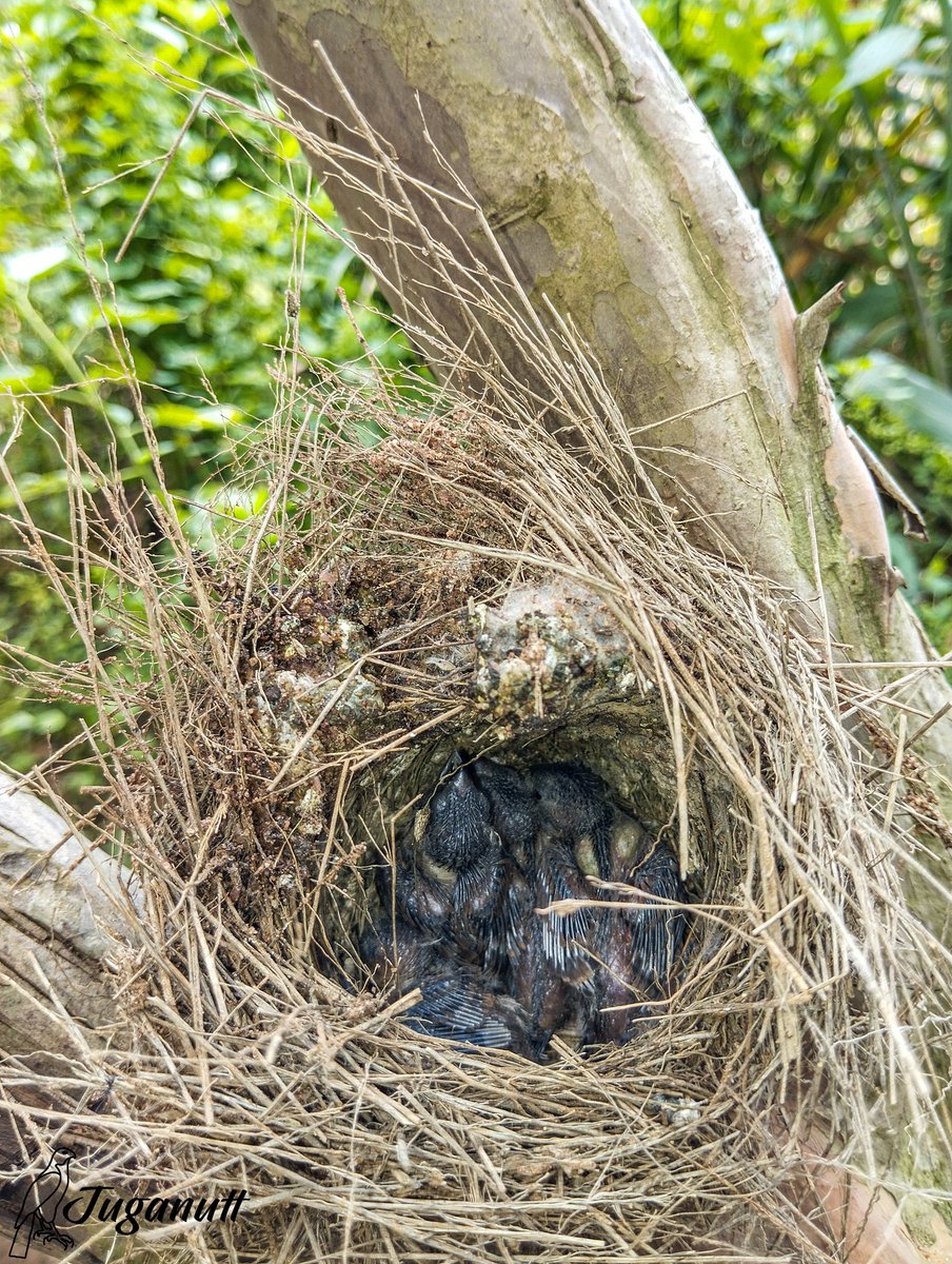 NigeriaBirds's tweet photo. Bronze Mannikin and Chics. Image from Lagos Nigeria.
#BirdsSeenIn2023 #mannikin #birdsoflagos #birdsofnigeria #birdsofafrica #birdsoftwitter #parenthood #nature #birding #photography #birdphotography #urbanwildlife #wildlife https://t.co/4Af1WYImYb