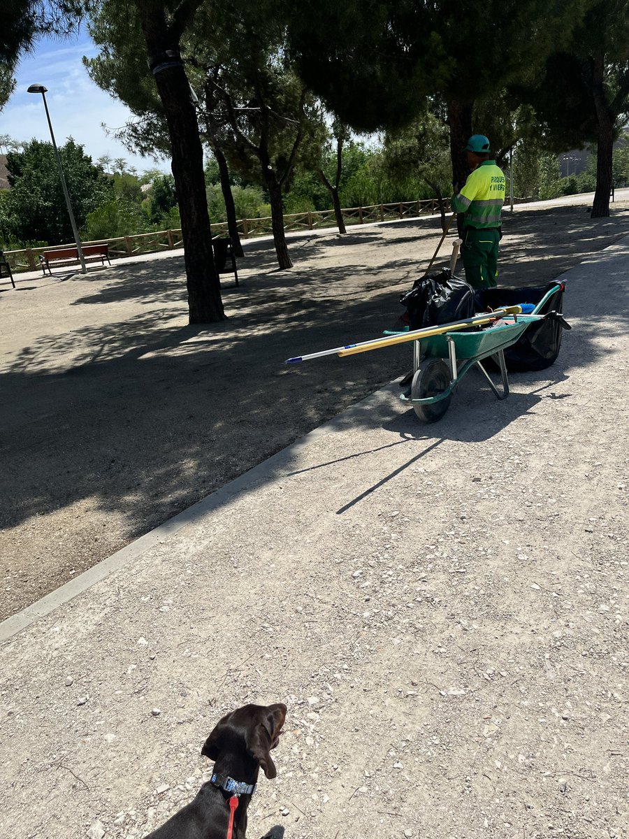 raulmolea's tweet photo. Hola @MADRID He pasado a las 10:15 por este parque para pasear con el perro y este barrendero estaba sentado en un banco desayunando. Son las 13:30 y sigue parado, ahora hablando por el móvil con un familiar. Hay mucha gente en el paro que QUIERE trabajar https://t.co/Sn3mnhCL29