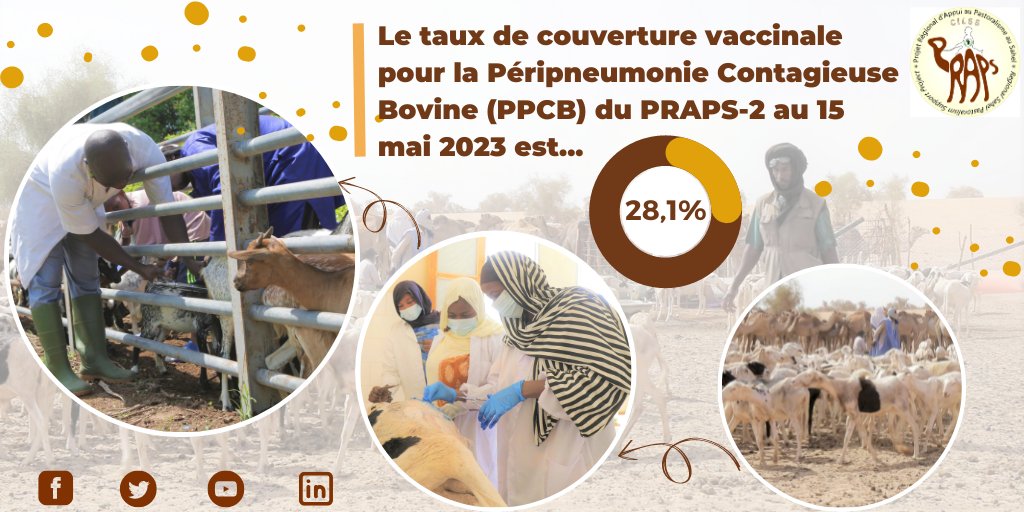 praps_regional's tweet photo. Le taux de couverture vaccinale pour la Péripneumonie Contagieuse Bovine au 15/05/23 est 𝟐𝟖,𝟏% dans le cadre de la composante 1 : « 𝐴𝑚𝑒́𝑙𝑖𝑜𝑟𝑎𝑡𝑖𝑜𝑛 𝑑𝑒 𝑙𝑎 𝑠𝑎𝑛𝑡𝑒́ 𝑎𝑛𝑖𝑚𝑎𝑙𝑒 𝑒𝑡 𝑐𝑜𝑛𝑡𝑟𝑜̂𝑙𝑒 𝑑𝑒𝑠 𝑚𝑒́𝑑𝑖𝑐𝑎𝑚𝑒𝑛𝑡𝑠 𝑣𝑒́𝑡𝑒́𝑟𝑖𝑛𝑎𝑖𝑟𝑒𝑠 » https://t.co/a8iN92Faif