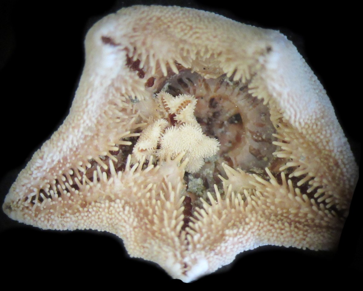 echinoblog's tweet photo. Starfish bearing young (brooding) is a CRAZY thing. Most species live around the Peninsular region. But there's like 5? 6? DIFFERENT lineages/groups that ALL brood in DIFFERENT WAYS. Young around mouth. Internal brooding. Brooding among arm spine baskets! https://t.co/AkjuZS7KtQ