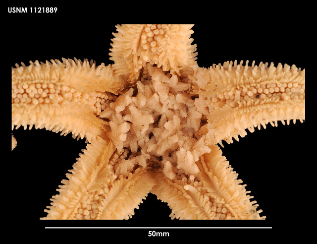 echinoblog's tweet photo. Starfish bearing young (brooding) is a CRAZY thing. Most species live around the Peninsular region. But there's like 5? 6? DIFFERENT lineages/groups that ALL brood in DIFFERENT WAYS. Young around mouth. Internal brooding. Brooding among arm spine baskets! https://t.co/AkjuZS7KtQ