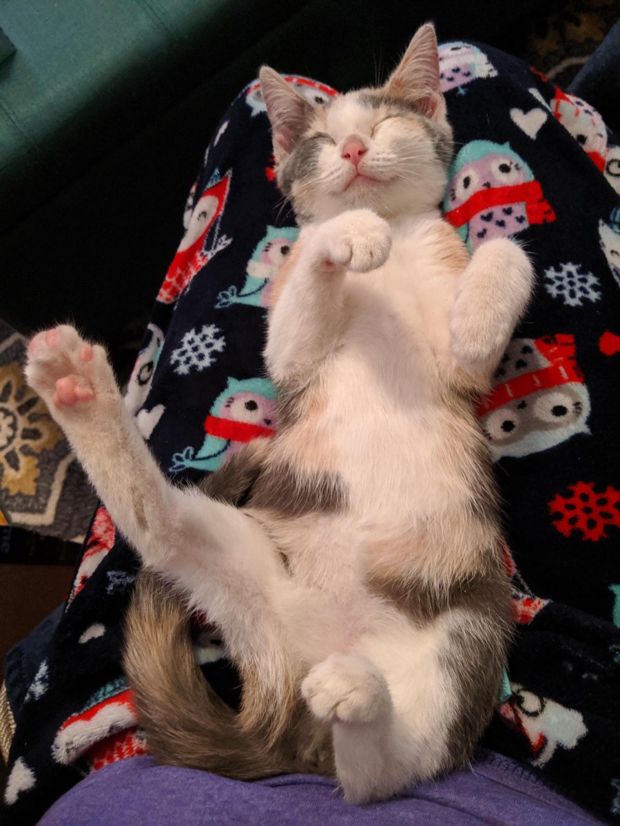 Pennycat333's tweet image. Throwaway this Thursday: Baby me already dreamin bout kick in yur ase!