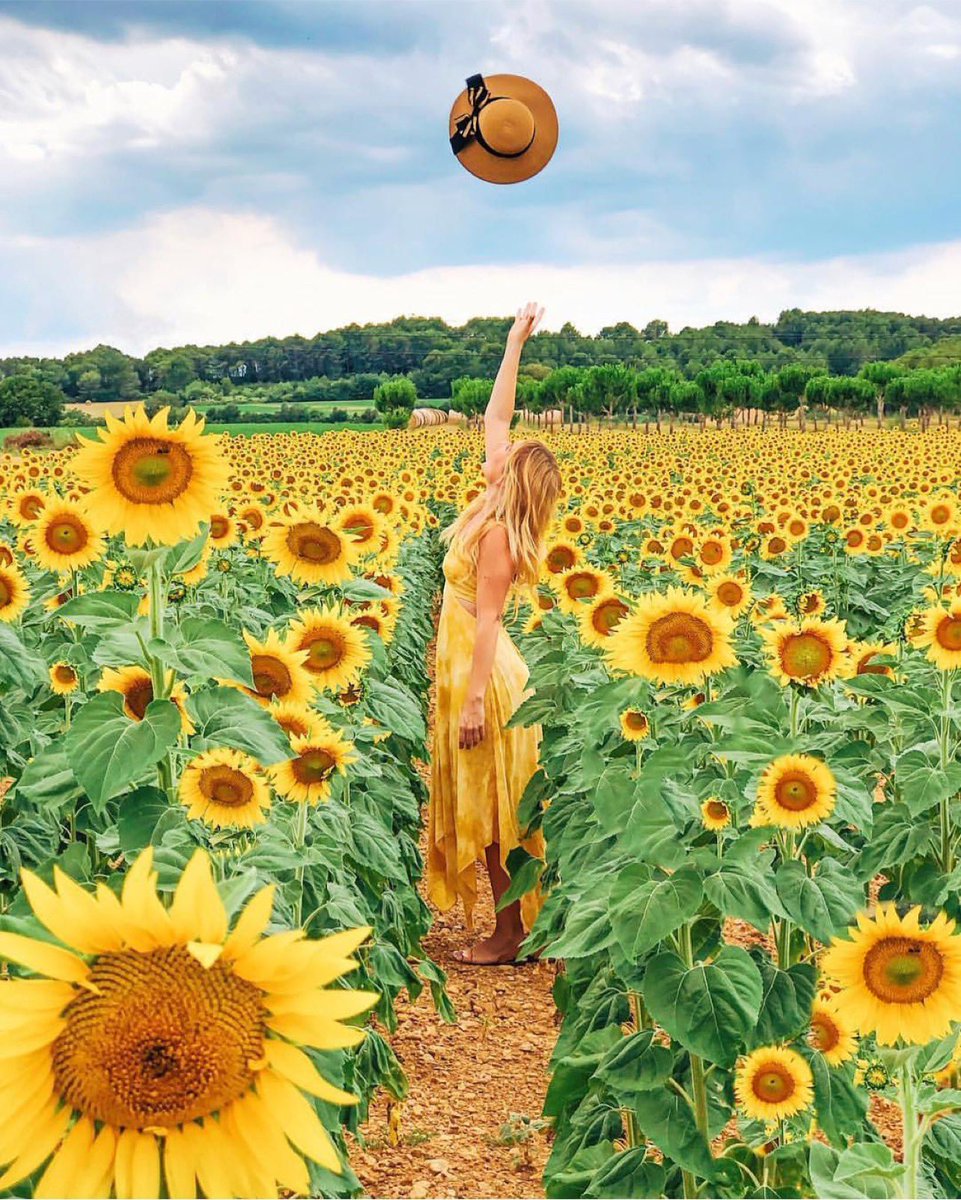 Sunflower 🌻 paradise in Catalonia Spain 🇪🇸 by @marinacomes