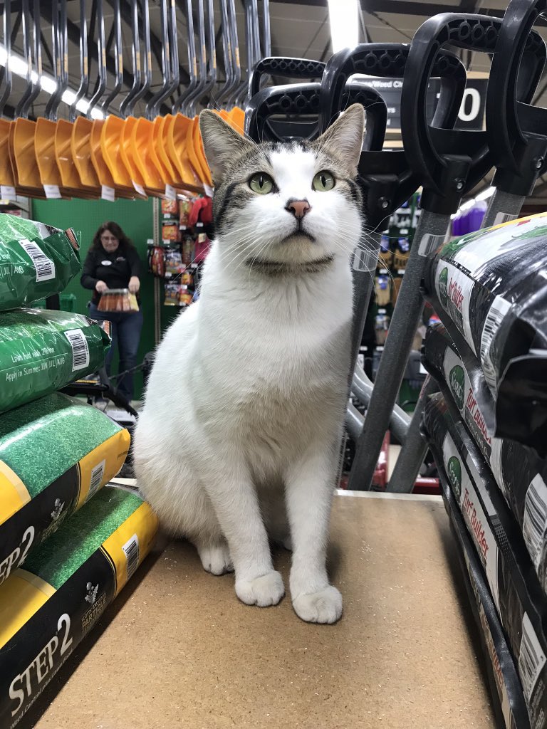 cats with jobs 🛠 on Twitter "Ace hardware cat Yeti. Hello, Yeti
