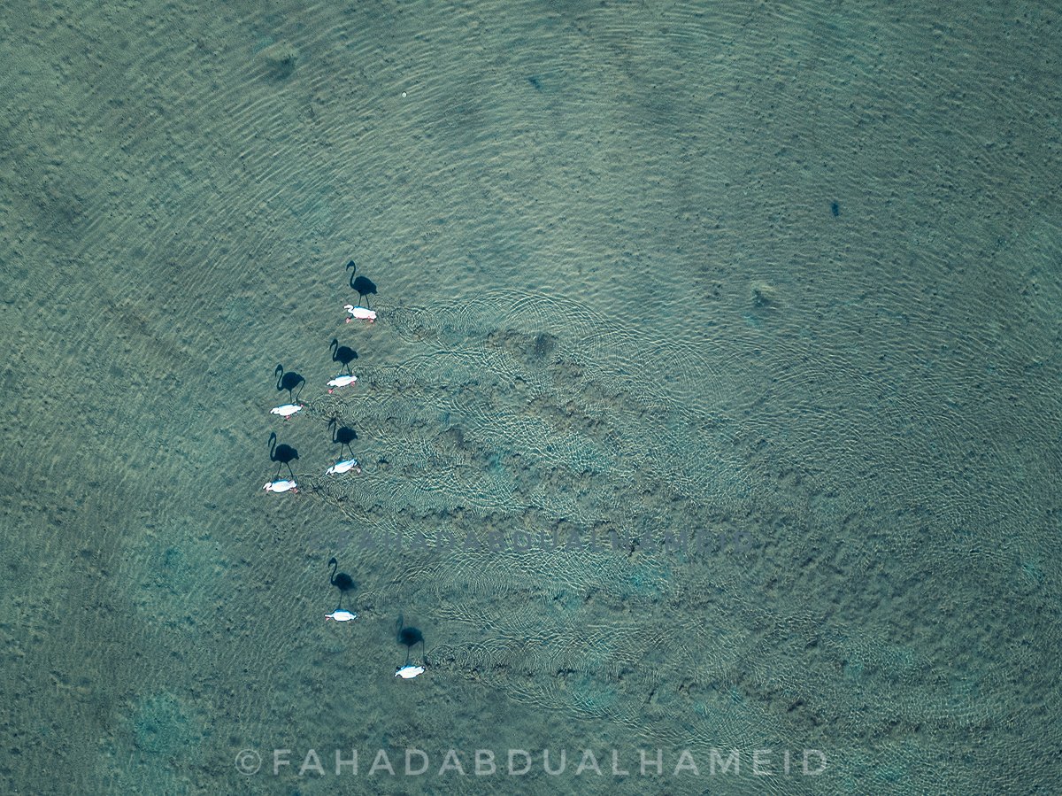 fahd_fsa's tweet photo. لقطات لسرب من طيور الفلامنجو أثناء تواجدها على ساحل #البحر_الأحمر شمال #ينبع https://t.co/WF3sT6mozh