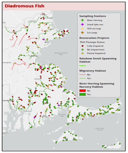MassDMF's tweet photo. Our Diadromous Fisheries Project works to sustain and improve sea-run fish passage, habitat, and populations. Read about our most recent efforts working with #RiverHerring, #AmericanShad, #AmericanEel, and #RainbowSmelt. https://t.co/Skuy7EZcit https://t.co/kDLui54Hv1