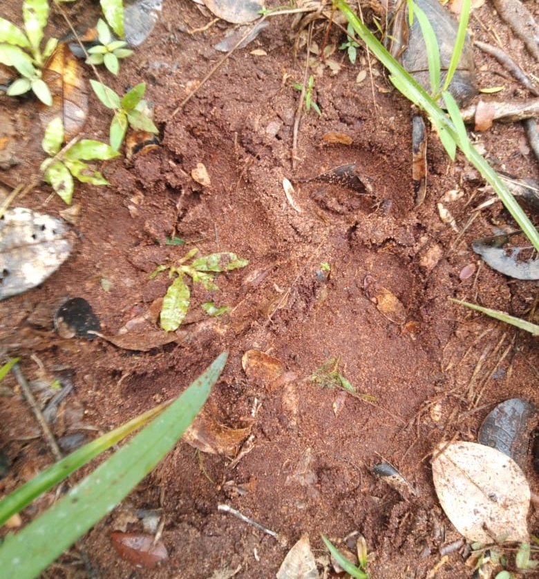 ArabukoSokoke's tweet photo. Again there is a lion in the forest, our scouts recorded its tracks several times within last week.
#FoASF #lion #kws #Kenya #natgeo https://t.co/WbHHbYF6w6