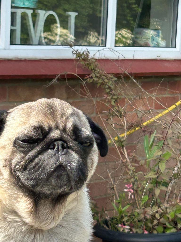 PugBrigadier's tweet image. This is my awww face mummy is gently scratching my back. I ❤️ mummy #pugs #pugsoftwitter #puglife #dogsoftwitter