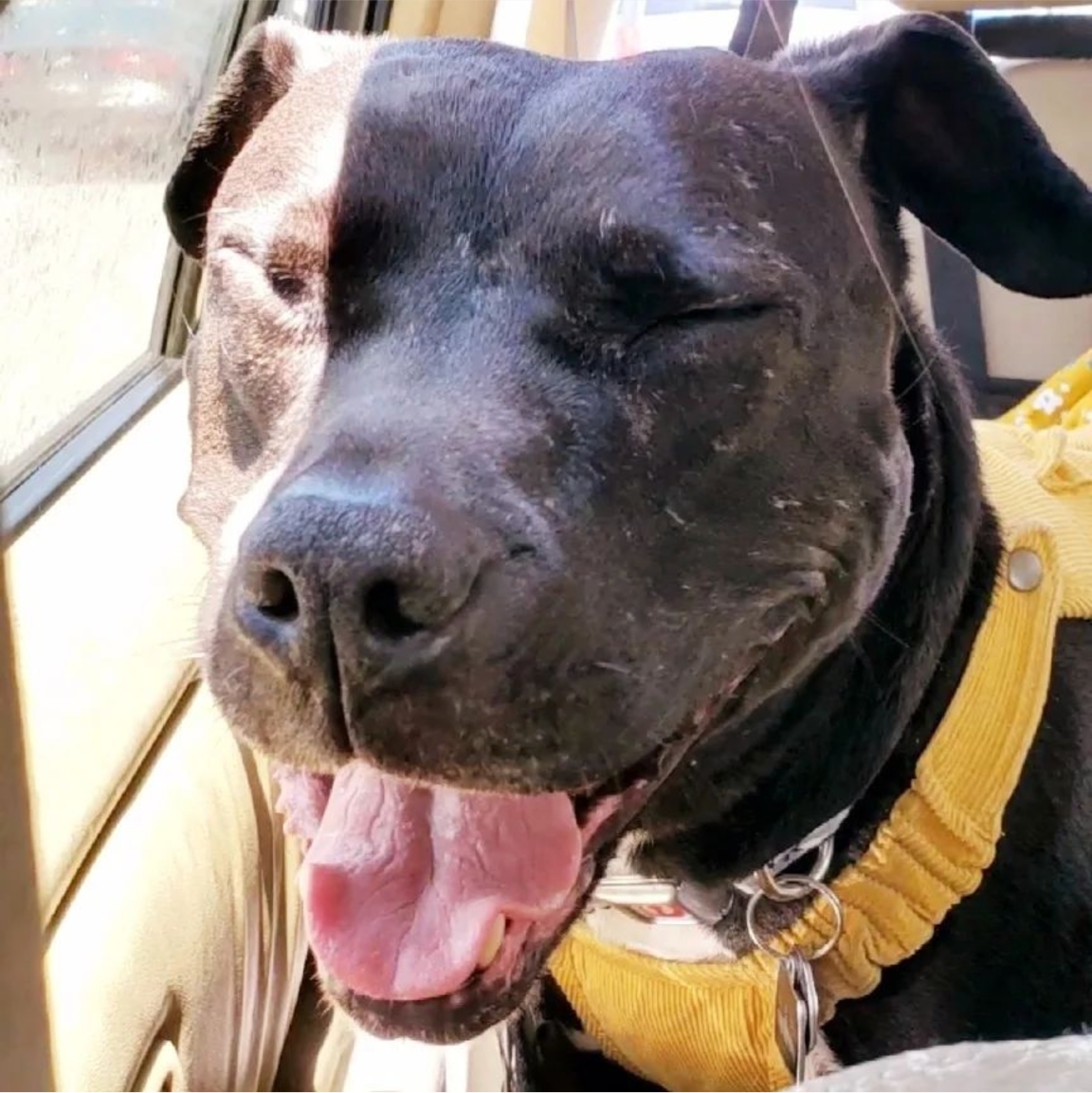 atlantapetlife's tweet photo. Even upside-down BOOPS count!
๐ถAgapi
Drop a BOOP for this special Atlanta furriend why don't cha!
#atlantapets #boop #boopcha #atlpets #dogsofatlanta #cutepup #doggo https://t.co/MtTErd0mx3