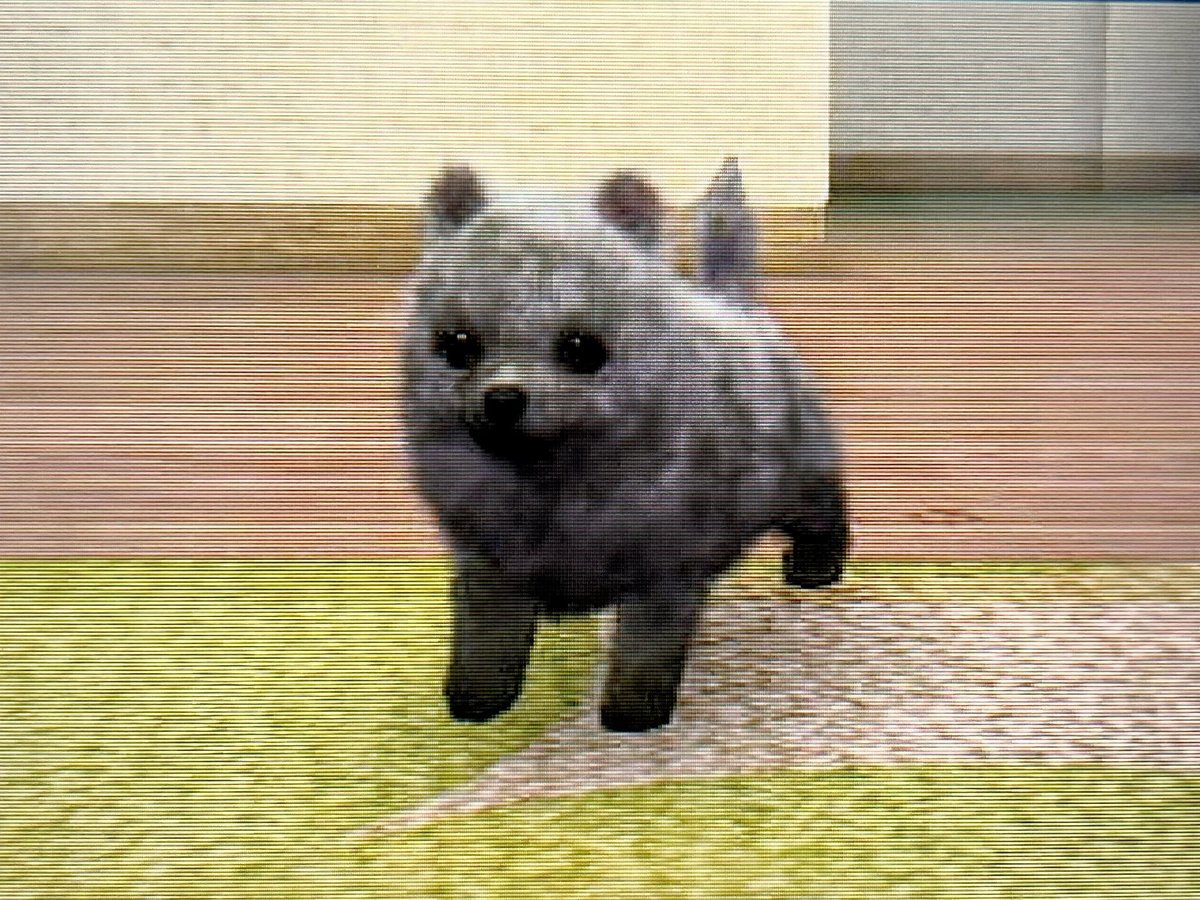 요즘 닌텐도로 키우고있는 초롱이라는 강쥐인데 (포메,♂️)
산책 나가서 흙탕물 몇 번 구르더니 이렇게 됨