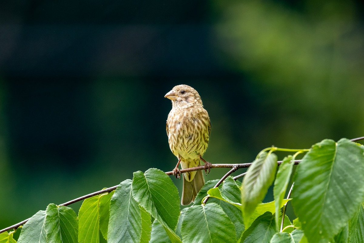 GreenEmerging's tweet image. Guess what is he looking at?
-
-
-
#finch #bird #birdphotography #avian #birdwatching #birdwatchers #garden #outdoors #nature #sustainability #gogreen #beautiful #birdsofinstagram #birdstagram #zen #focus #mothernature #emerginggreen #JournoRequest #PRRequest
