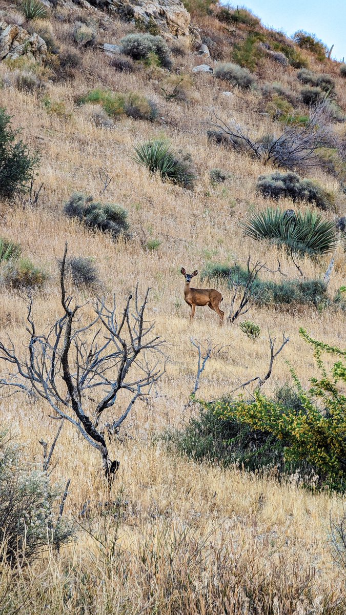 Young mule deer watching me on my hike. #teampixel #giftfromgoogle @GooglePixel_US #morongovalley #California #muledeer #deer #wildlifephotography