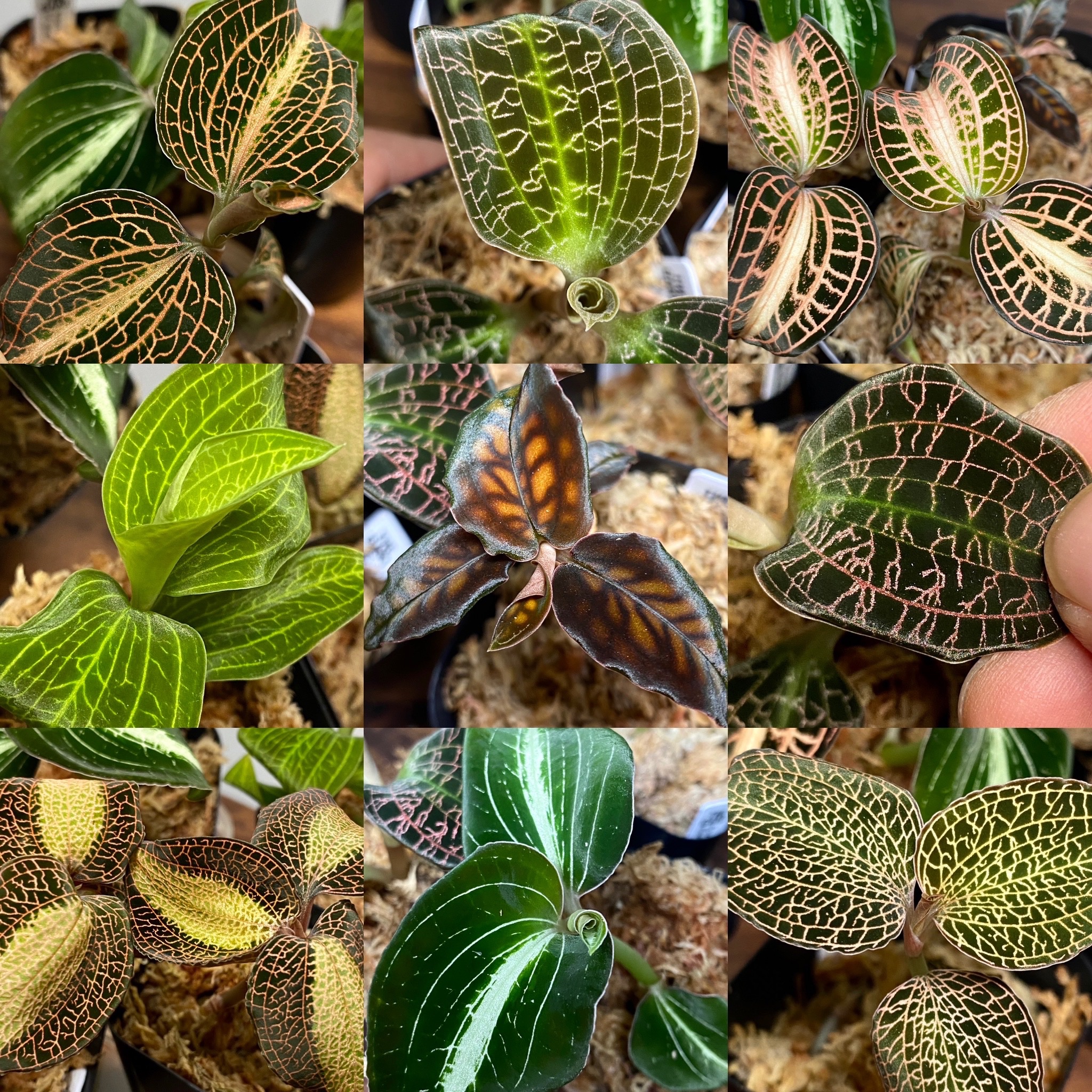に初値下げ！ ［ジュエルオーキッド］Macodes limii ⑤ | alamiah.edu.sa