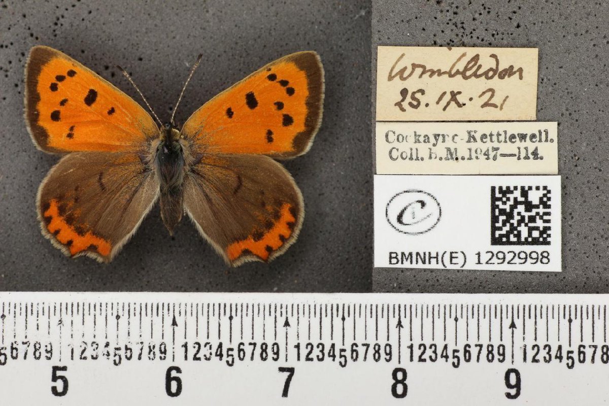 Digitising the NHM tweet media