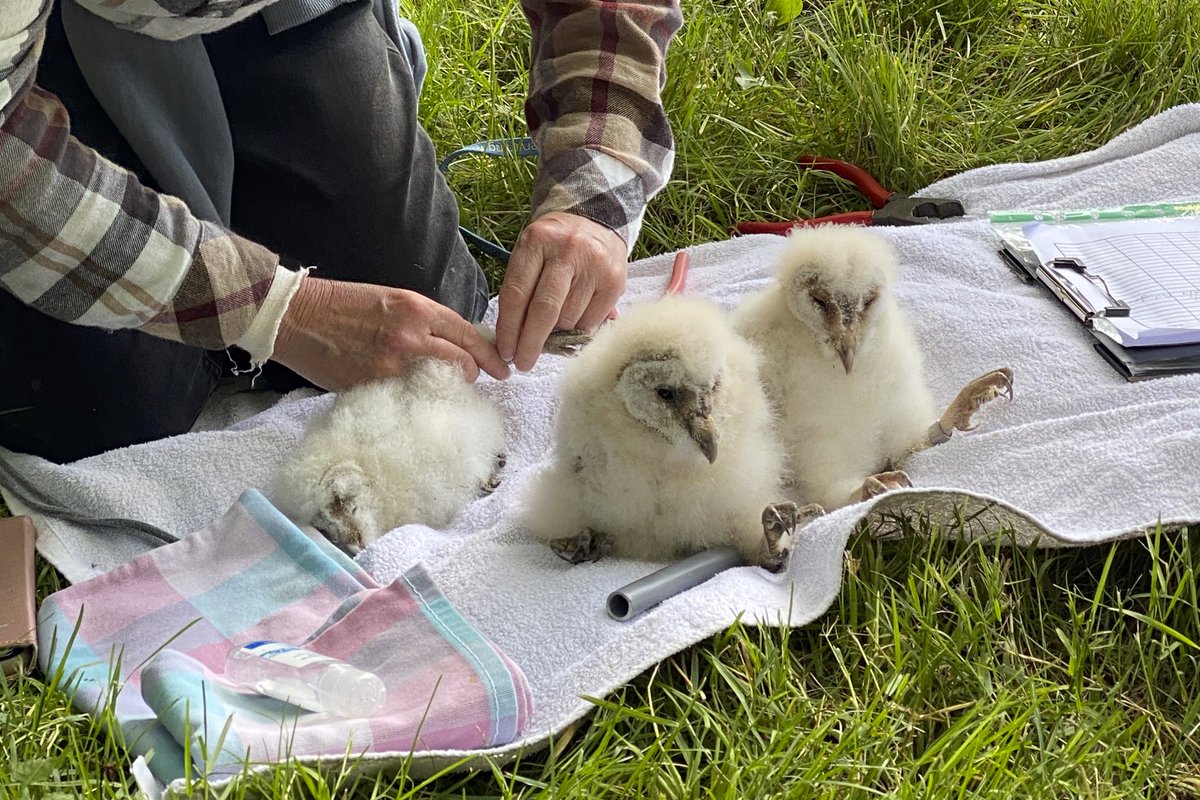 Anna and I ringed two more broods of three barn Owls and two stock Dove chicks today.