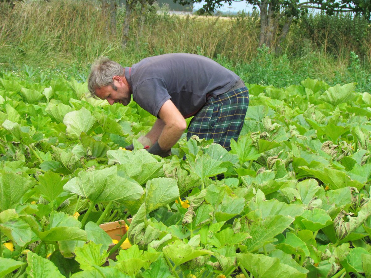 I was in my element, Clyde was in his pyjamas.  Starting in my favourite crop, #squash &amp; for those who don't know, the leaves are very abrasive, hence the pjs to cover his legs! That's 0.25 tonne done, only about another 50 tonnes to go. Destined for <a href="/LangridgeOrg/">Langridge Organics</a> <a href="/OrganicNorth/">Organic North</a>