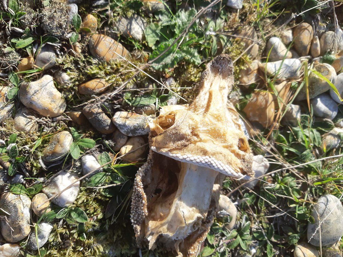 Russell Moul tweet media